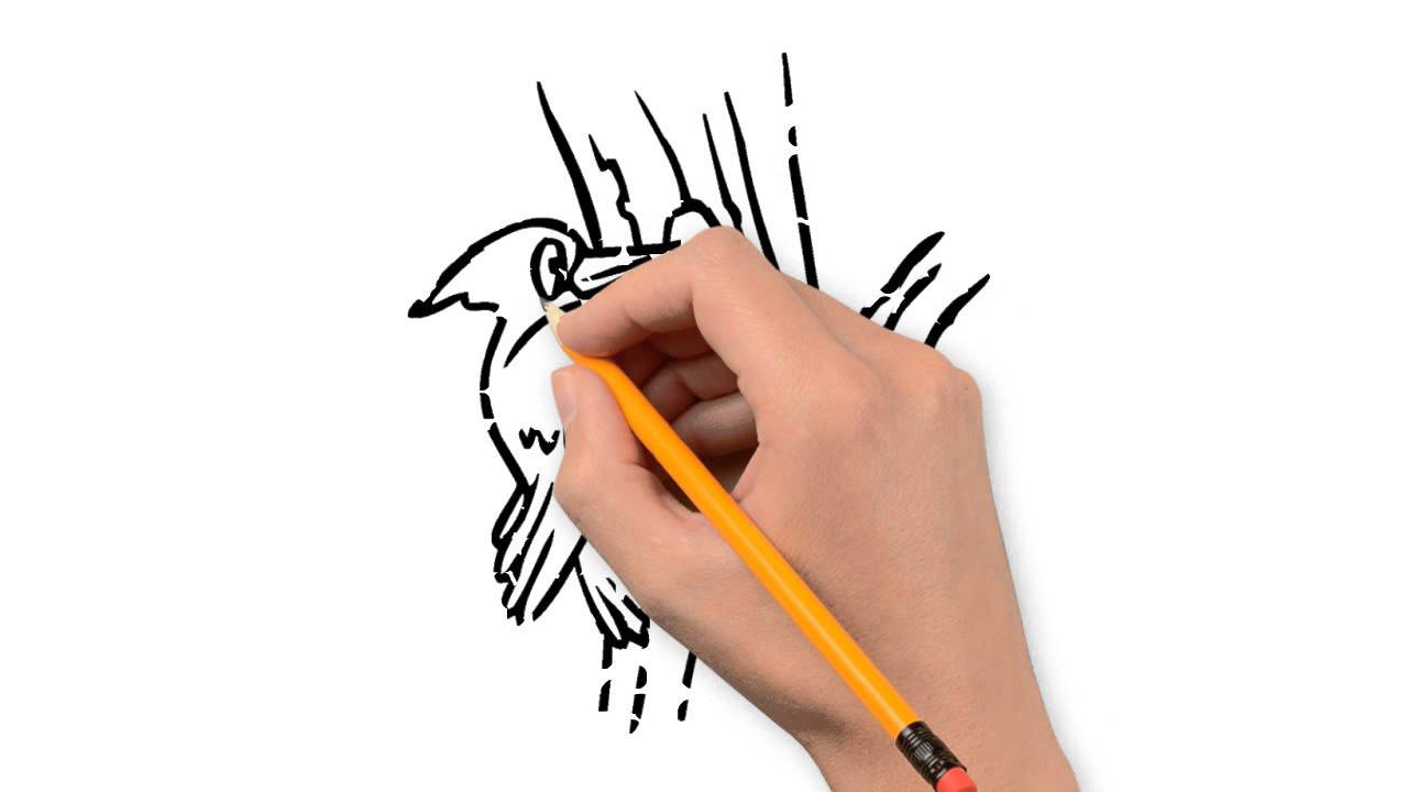 1280x720 Woodpecker Animals Pencil To Draw Step