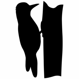 320x320 Hd Woodpecker