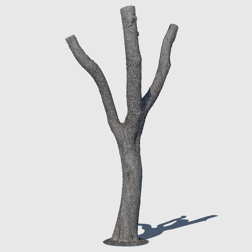 1000x1000 Woodrow Wilson Tree Model
