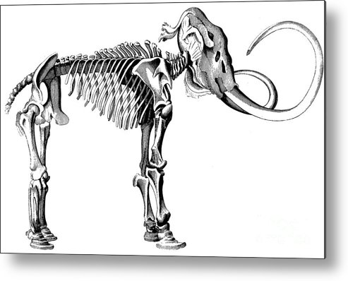 493x398 Woolly Mammoth Skeleton Metal Print