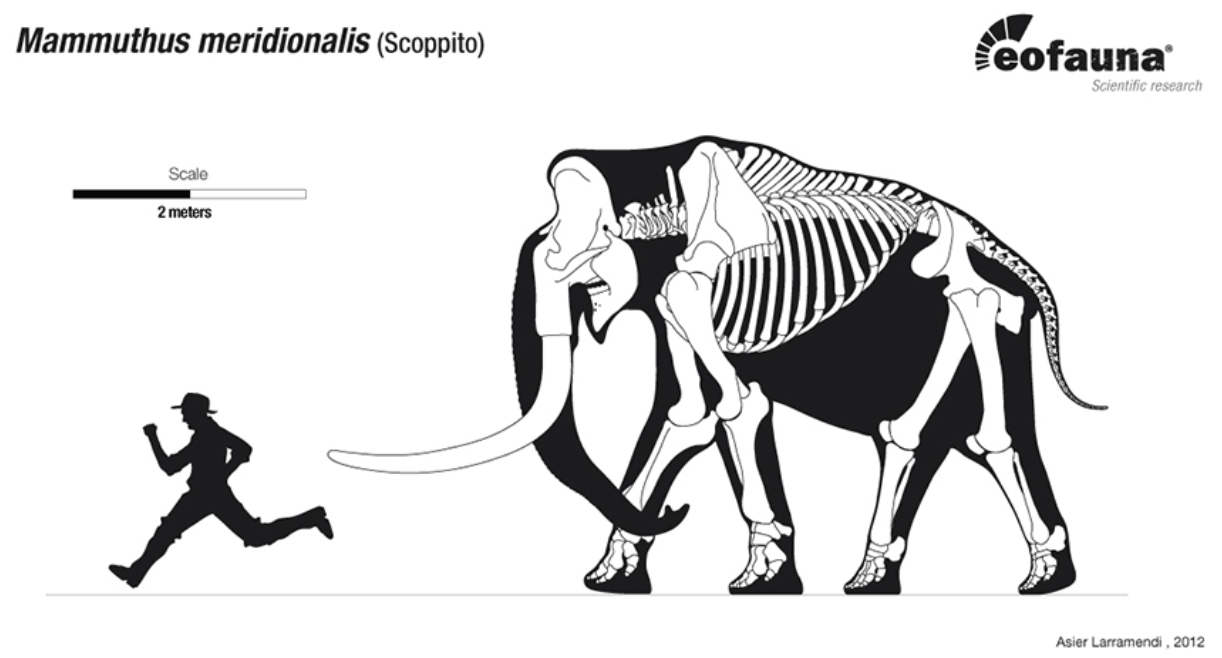 1222x658 Mammoth Drawing Wooden For Free Download