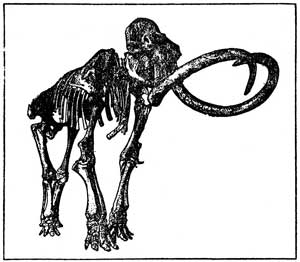 300x262 Woolly Mammoths