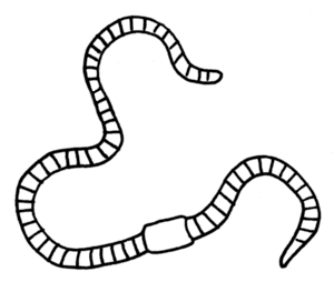 300x263 Huge Collection Of 'earthworm Drawing' Download More Than