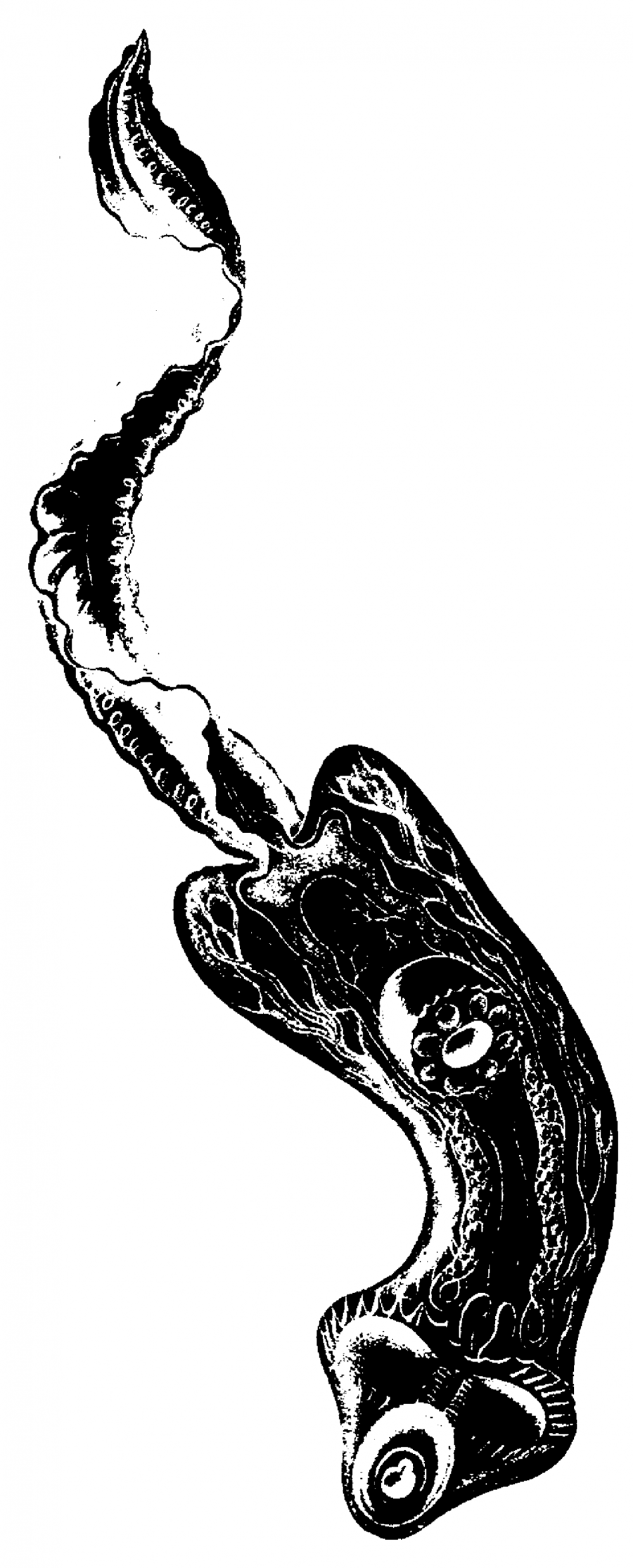 900x2229 Worm, Drawing, Art, Transparent Png Image Clipart Free Download