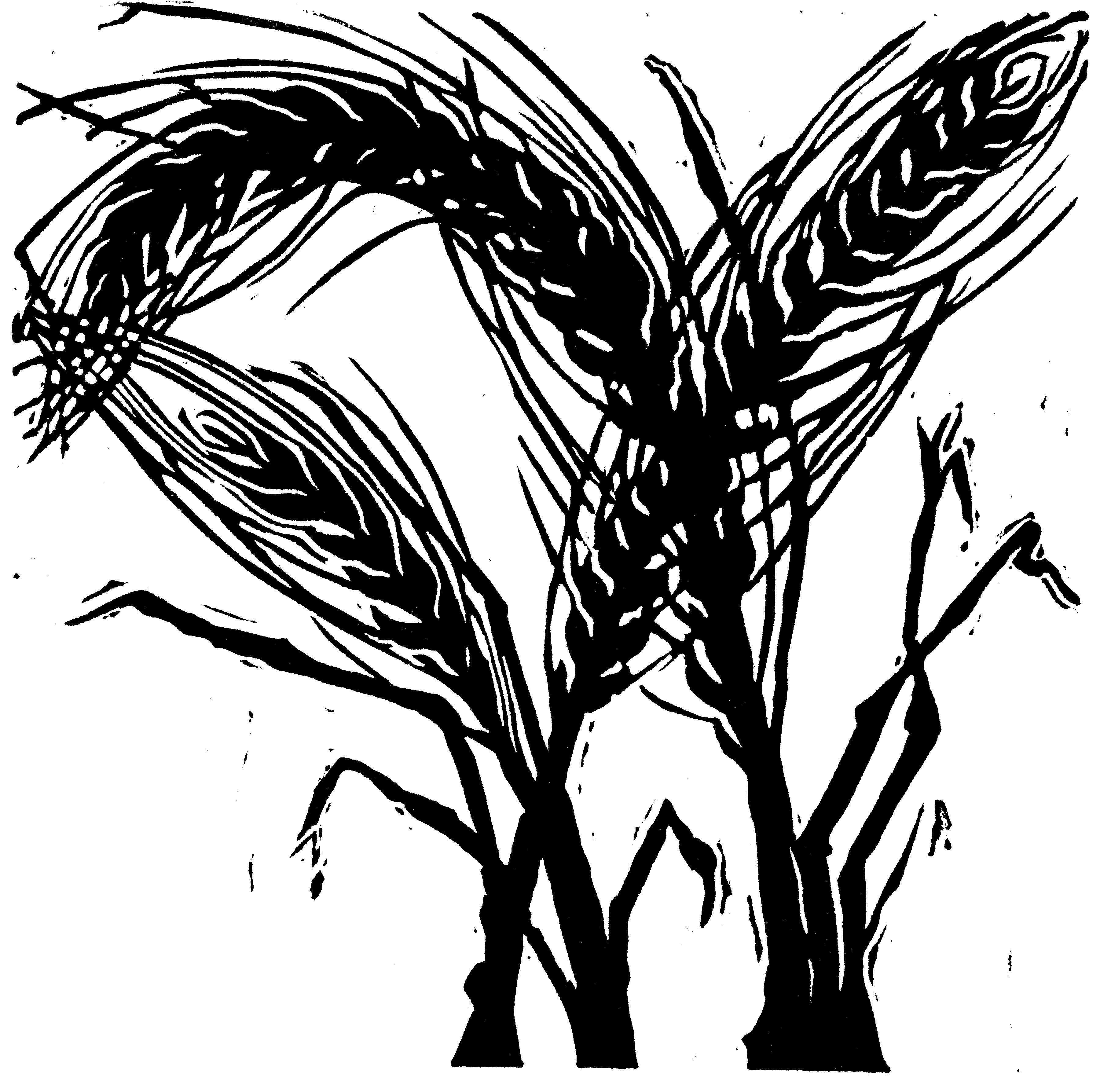 3600x3574 Harvest Wheat