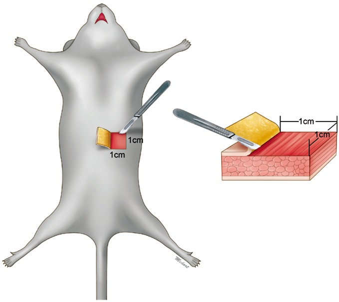 679x604 anatomical drawing of a wound induced rat a scalpel was used