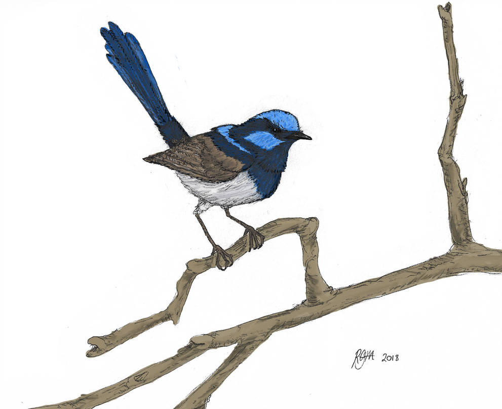 991x807 Fairy Wren