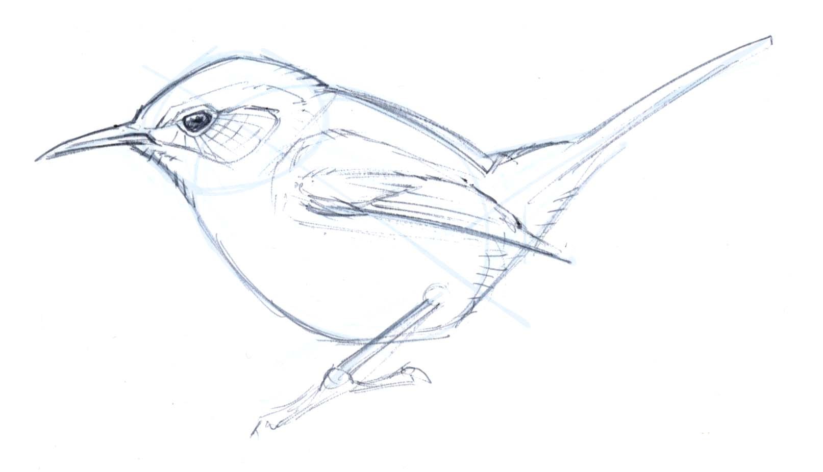 1613x926 How To Draw A Bewick's Wren Step