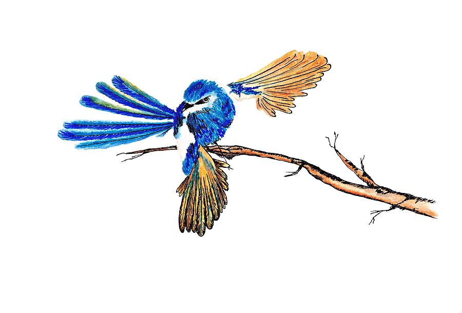 900x610 Inked Blue Fairy Wren Drawing