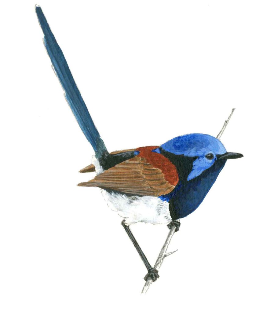 910x1024 Meet The Fairywrens The Fairywren Project