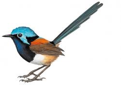 250x176 Red Winged Fairy Wren