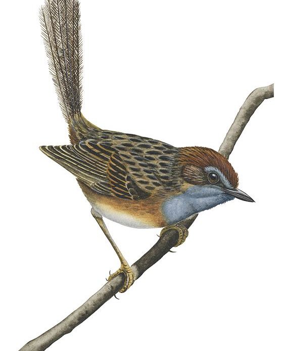 556x695 southern emu wren poster