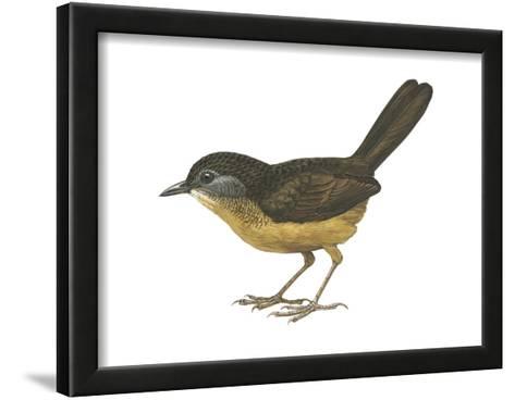 473x368 Streaked Long Tailed Wren Babbler