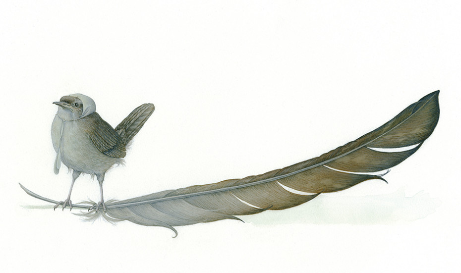 930x551 The Little Wren