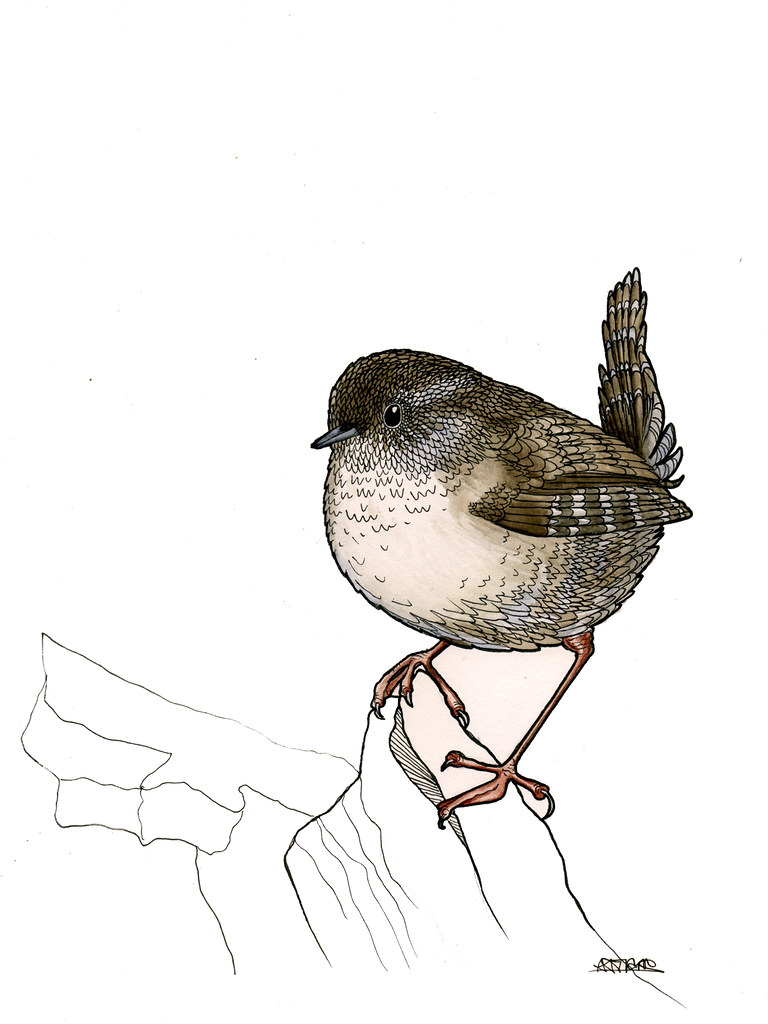 768x1024 The World's Newest Photos Of Watercolour And Wren