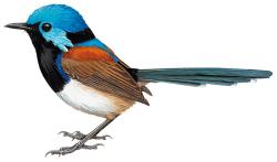 250x147 Variegated Fairy Wren