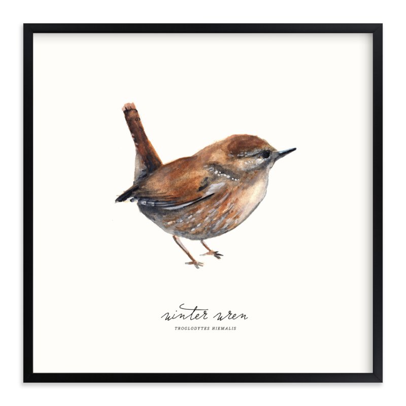 800x800 Winter Wren Art Print In Products Art Prints, Wall Art