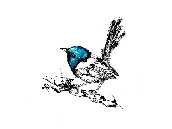 600x450 Wren Drawings