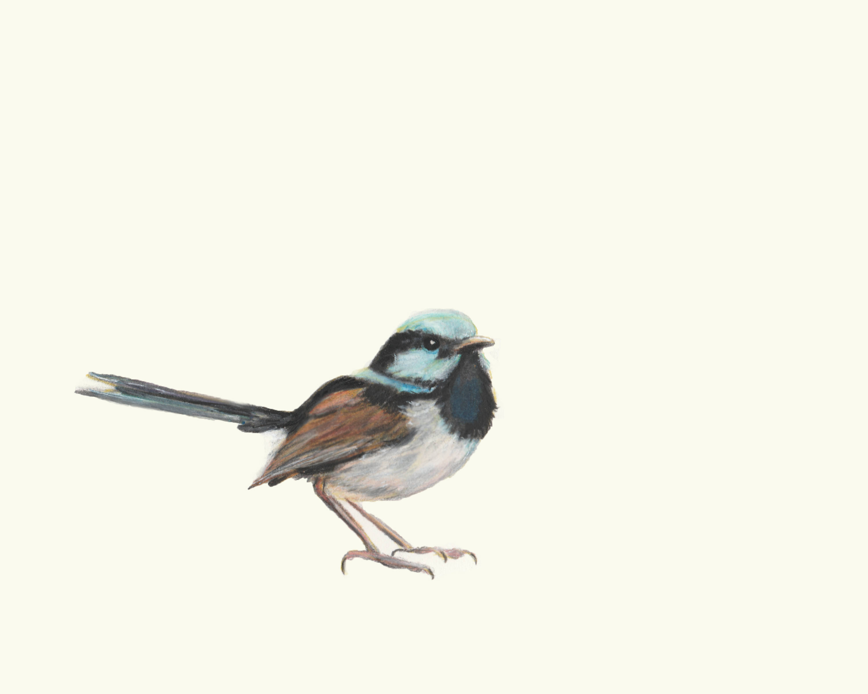 3000x2400 blue wren free postage australia bird art print great wall etsy