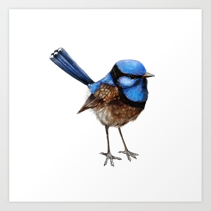 700x700 Blue Wren Ii On White Art Print