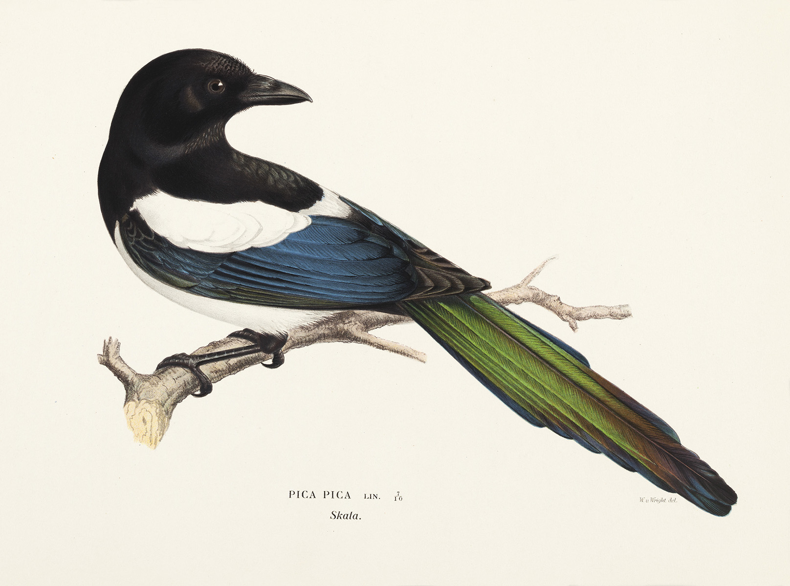 1616x1200 The Von Wright Brothers School Material Ateneum