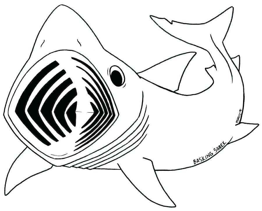 900x724 Megalodon Drawing Tank For Free Download