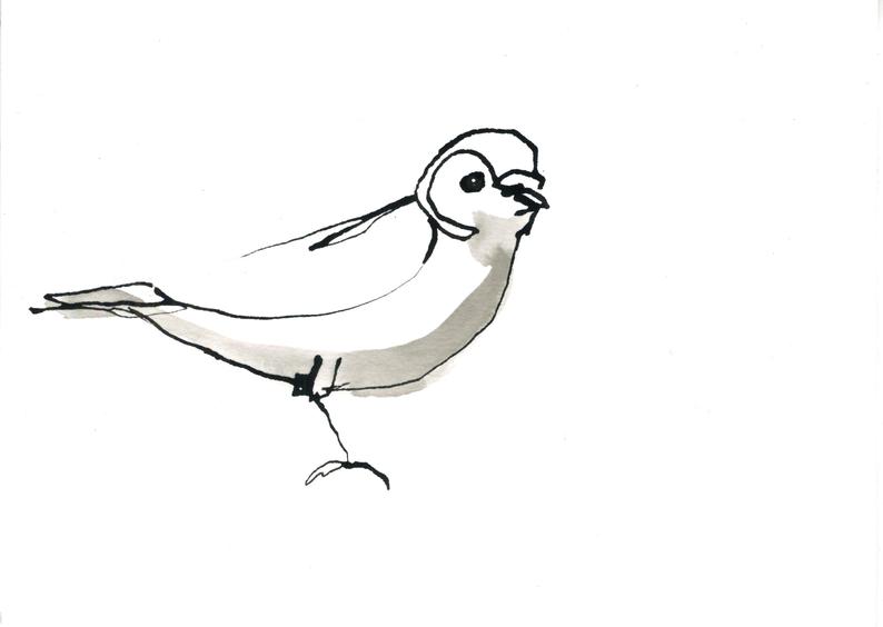 794x564 Common Chaffinch Monochrome Line Drawing Of A Bird Etsy