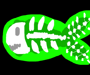 300x250 X Ray Fish Drawing