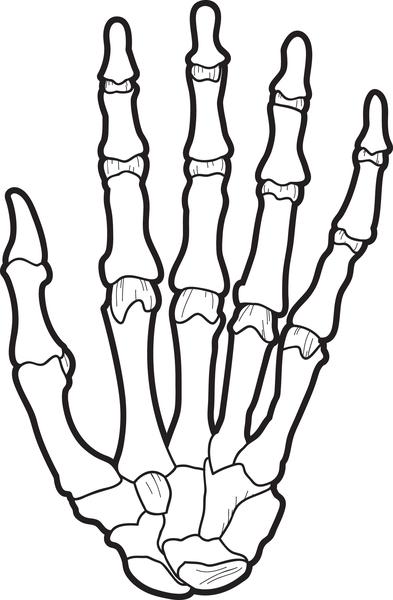 393x600 Free Printable X Ray Coloring