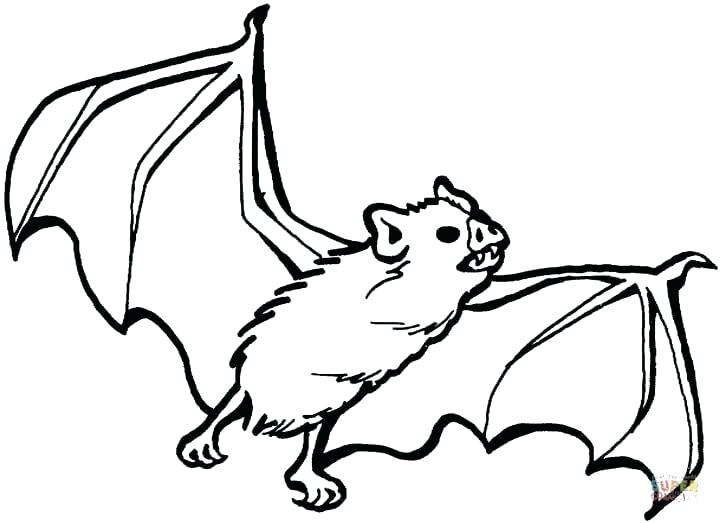 720x523 Vampire Bat Drawing