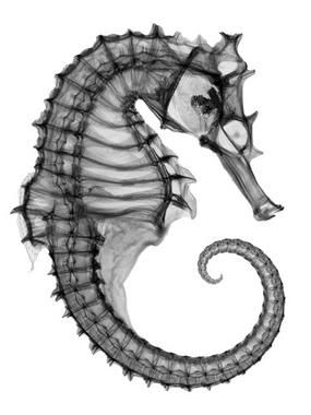 285x380 X Ray Seahorse Just Beautifull Art, Art Photography, Sea