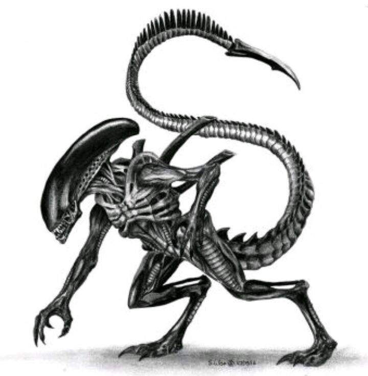 720x735 Xenomorph Drawing Fictionkin Amino