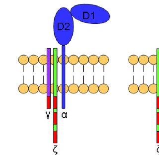 320x320 Structure Of A Schematic Drawing Of Showing The Two Ig