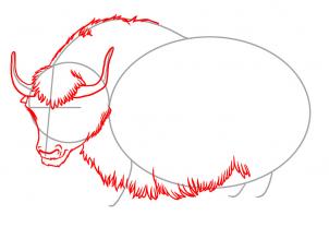 302x208 Draw A Yak, Step