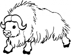 250x192 Yak Clipart Colouring Page, Picture