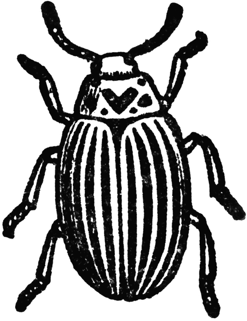 492x640 beetle drawing yam for free download