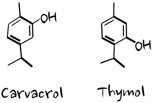 500x339 yeast infections