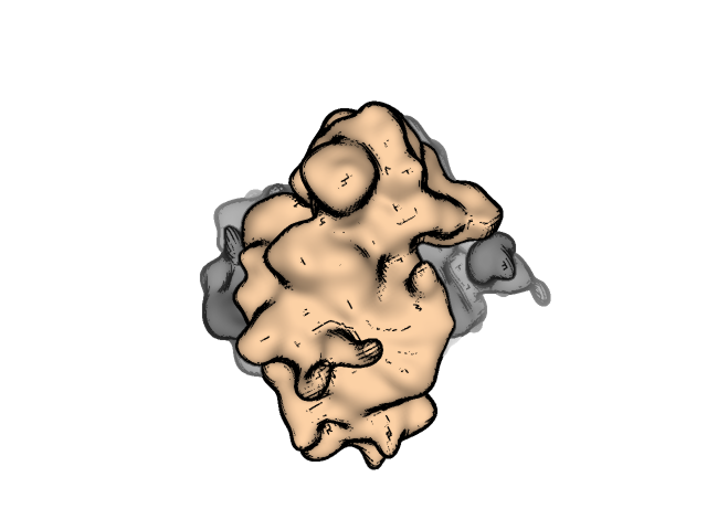 640x480 yeast a visual guide to evolution of protein synthesis