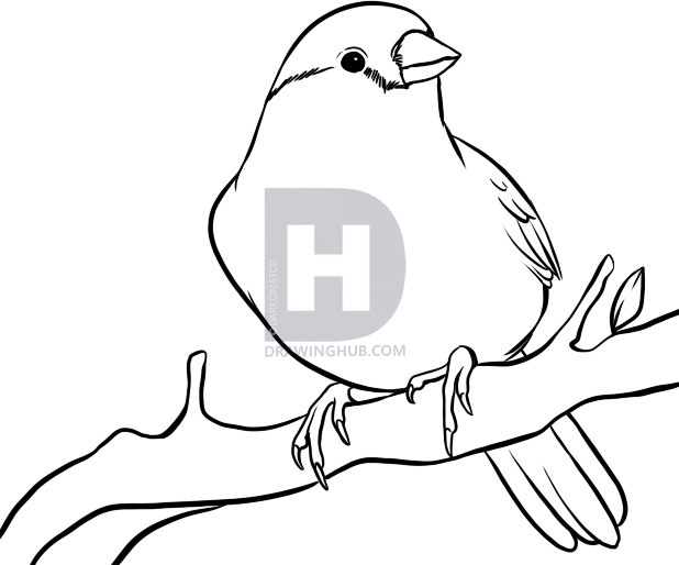 618x514 How To Draw A Finch, Step