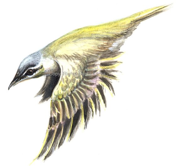 570x530 Yellow Bird Art Print Print Of A Hand Drawn Bird