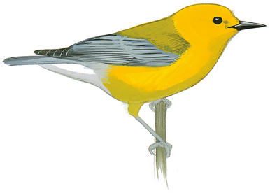 386x276 Yellow Warbler Audubon Field Guide