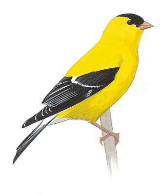 334x400 American Goldfinch John James Audubon's Birds Of America