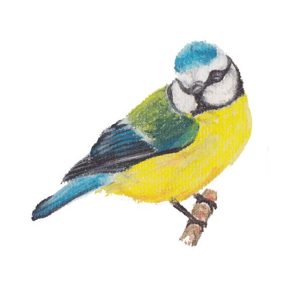 570x570 Blue Tit Pastel Illustration Gyclee Print Garden Bird Drawing