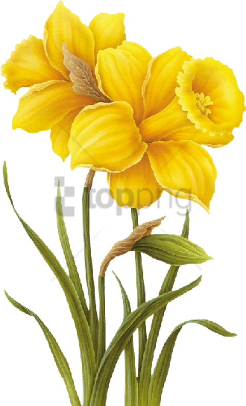 480x793 Yellow Flower Drawing Png Image With Transparent Background Toppng