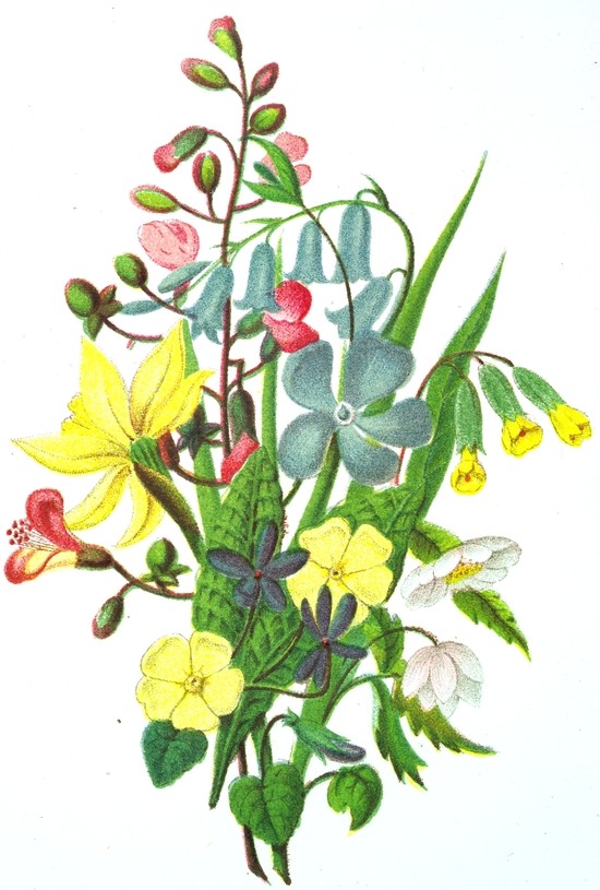 550x815 Blue, Yellow Pink Flowers