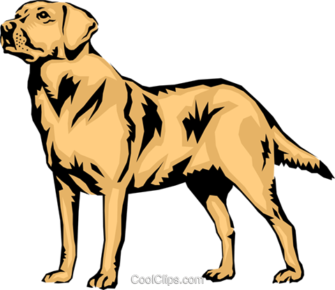480x415 Collection Of Free Drawing Lab Chesapeake Bay Retriever Download