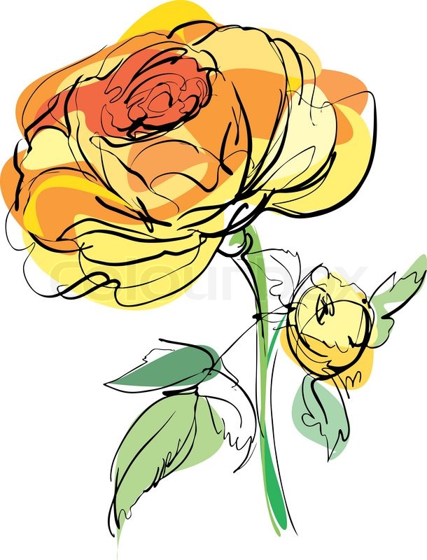 610x800 Sketch Of Yellow Rose On A White Stock Vector Colourbox