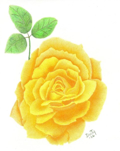 479x600 Yellow Rose Drawings