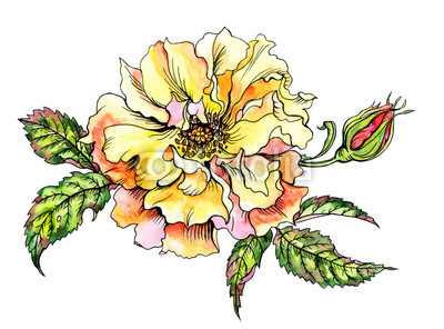 400x296 Yellow Rose With Bud And Leaves, Hand Drawing On White Background