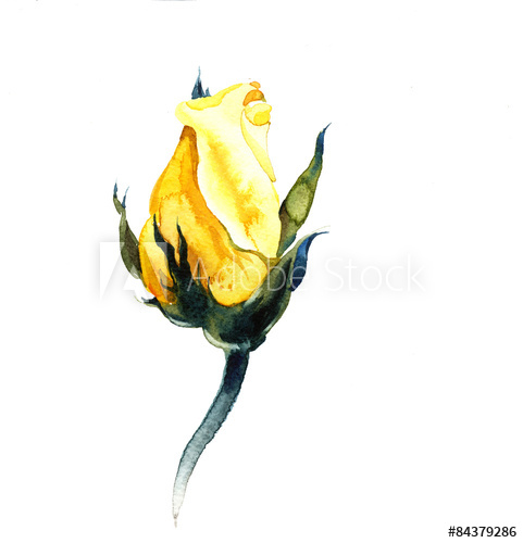 481x500 The Blossom Of The Yellow Rose Isolated On The White Background
